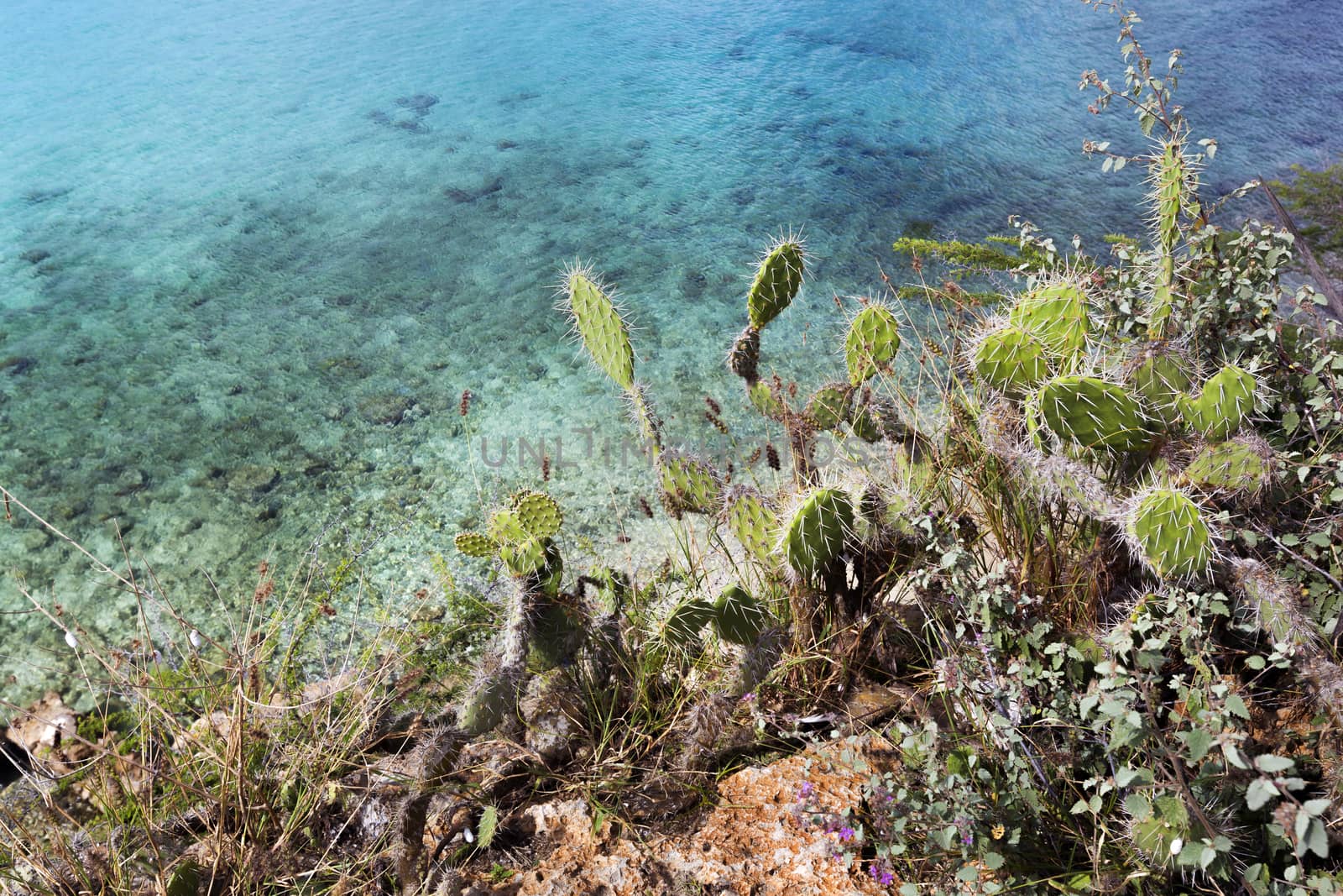 Cactuses near crystal clear ocean on Curacao