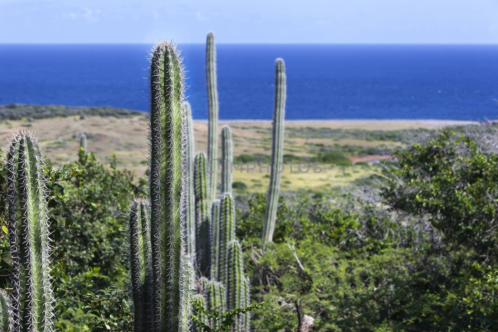 Landscape with cactuses and the ocean in the background on Curacao