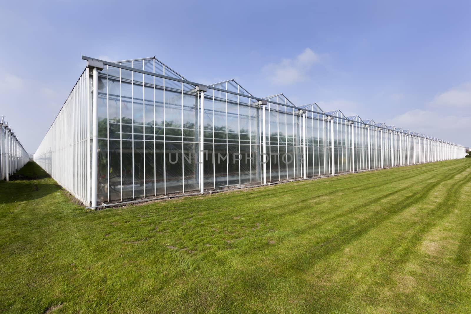 Greenhouse in Westland in the Netherlands