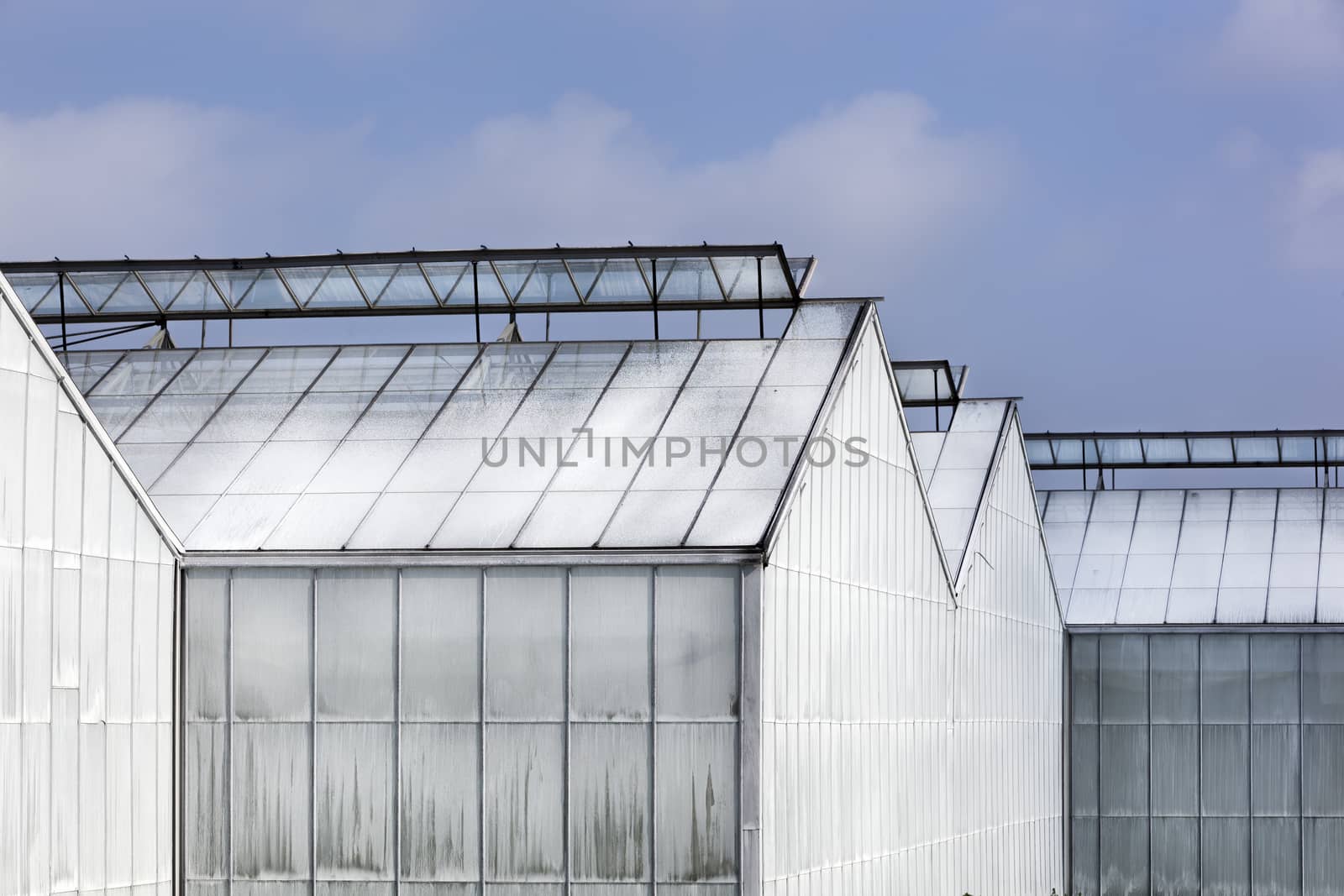 Whitened greenhouse in Westland in the Netherlands