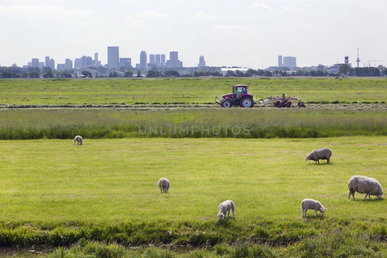 Sheep grazing with the skyline of Rotterdam in the background