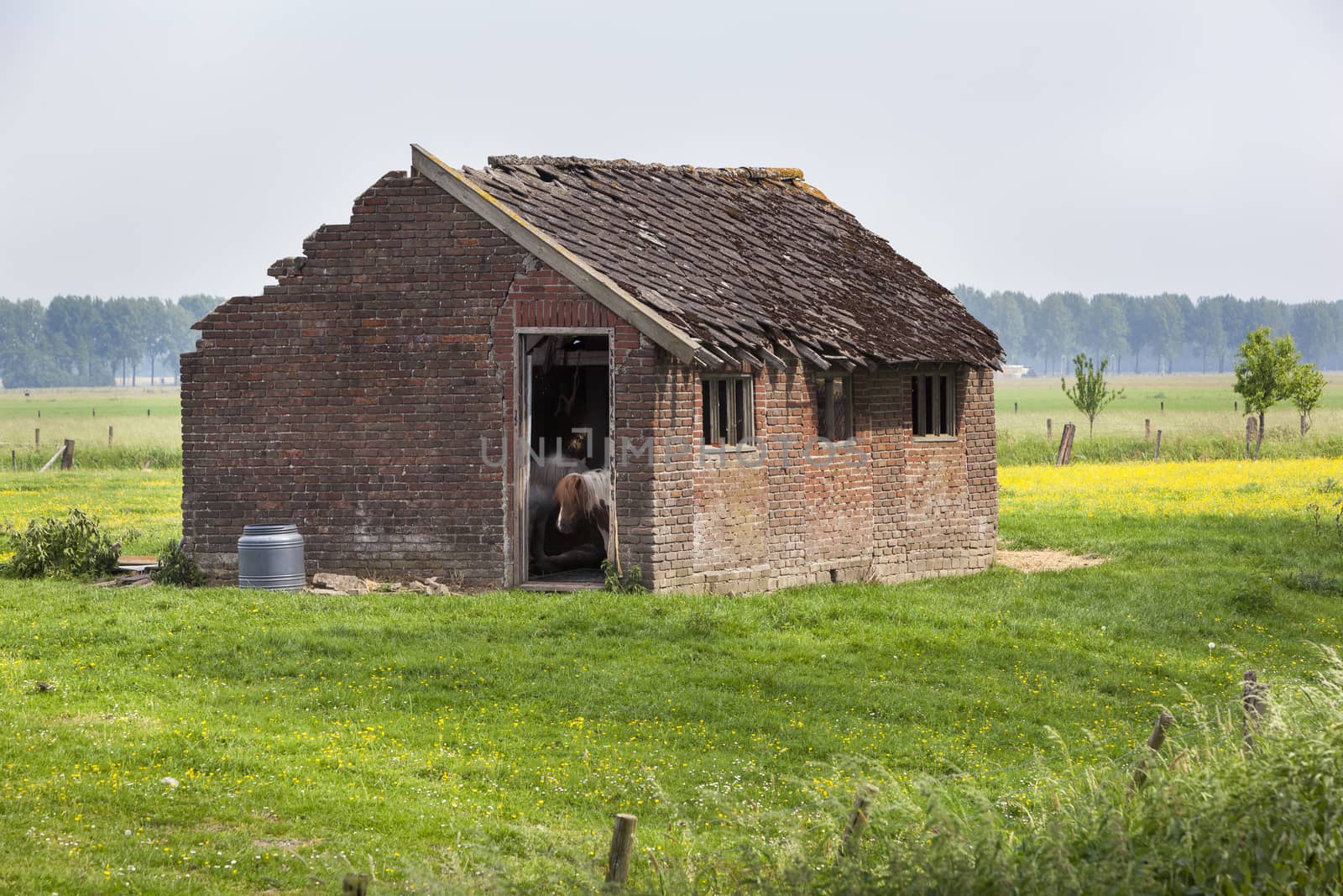 Grunge old pony stable in the Netherlands