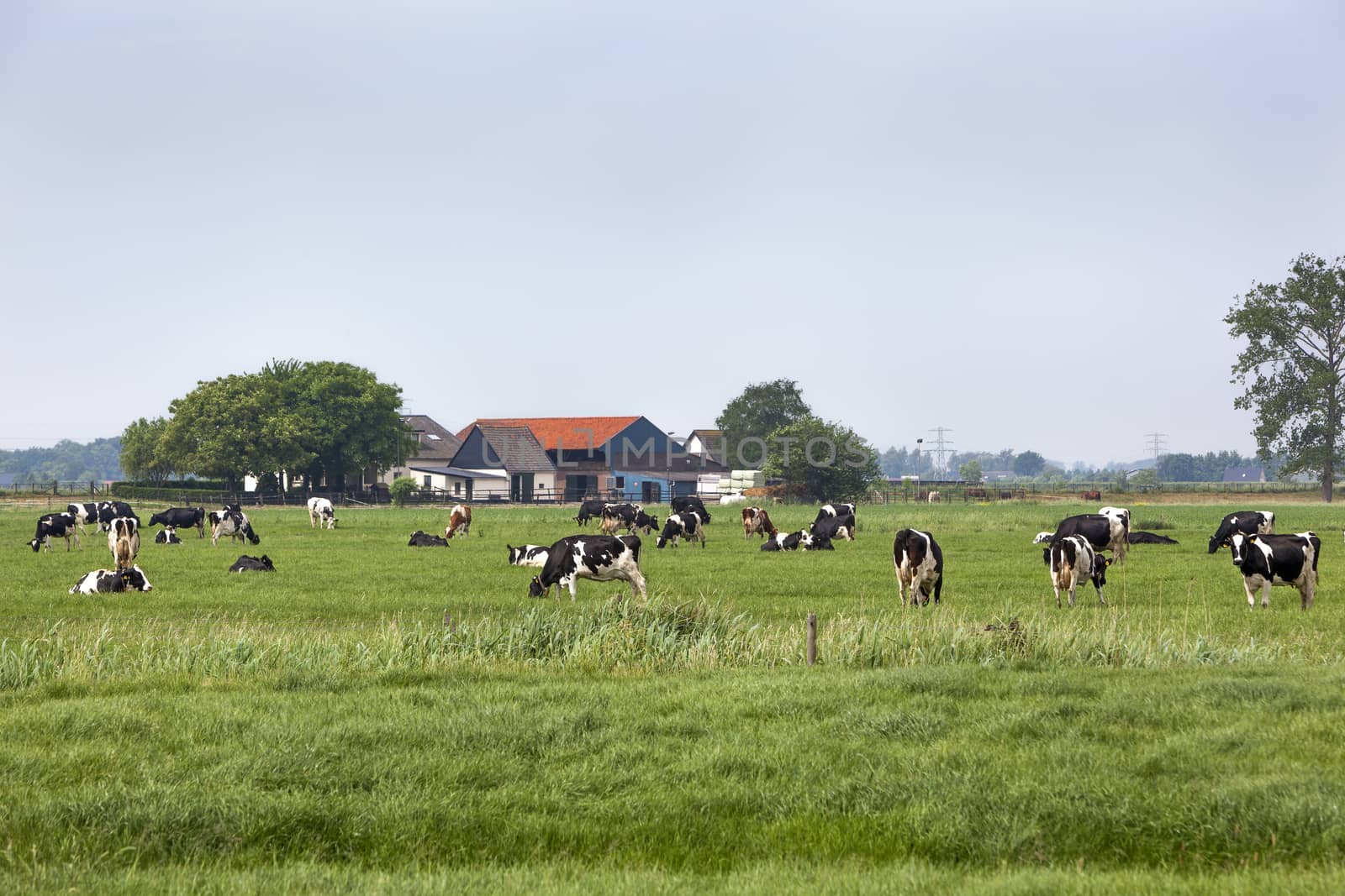 Cows grazing on green pasture in the Netherlands