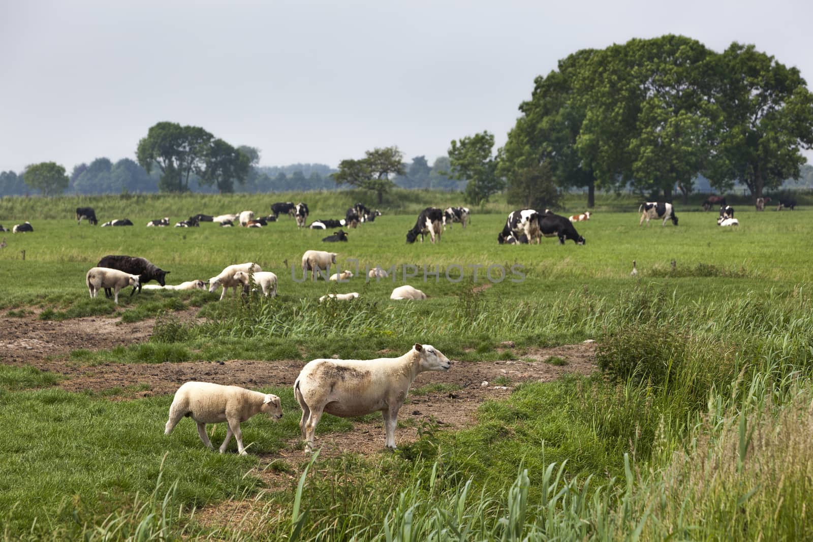 Sheep lambs and cows grazing on green pasture in the Netherlands