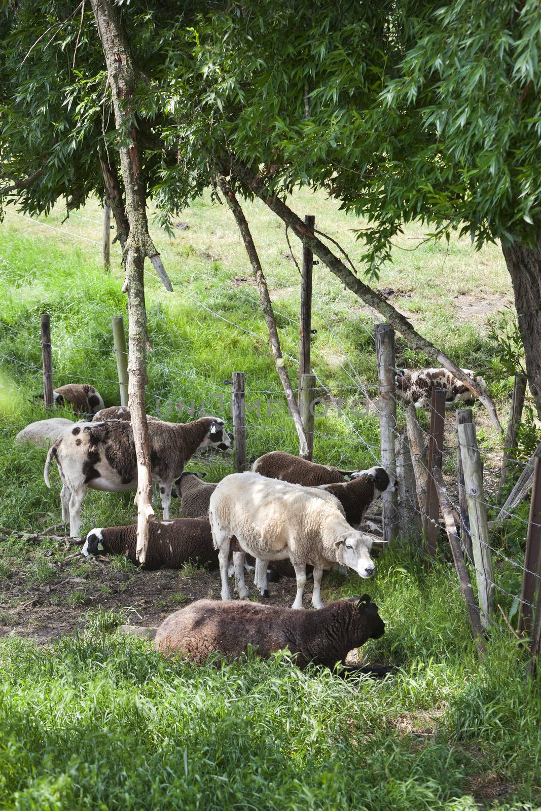 Sheep in the shade under a tree in the countryside of the Netherlands