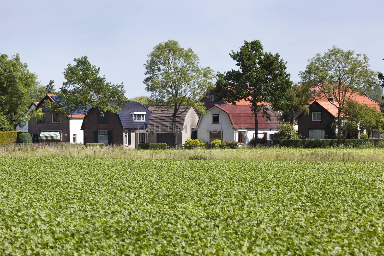 Cozy village houses with agriculture in front in the Netherlands