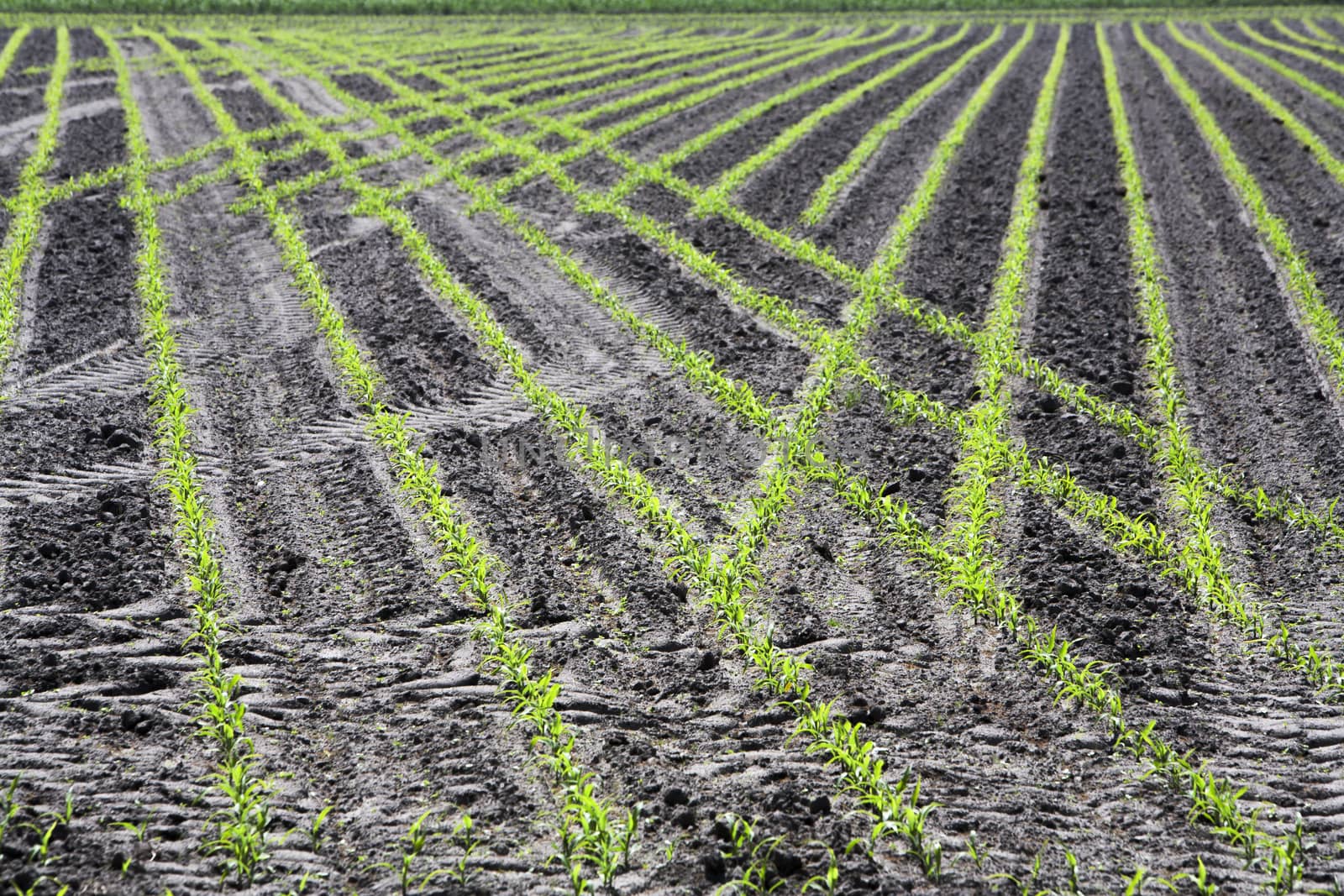 Just planted corn field 