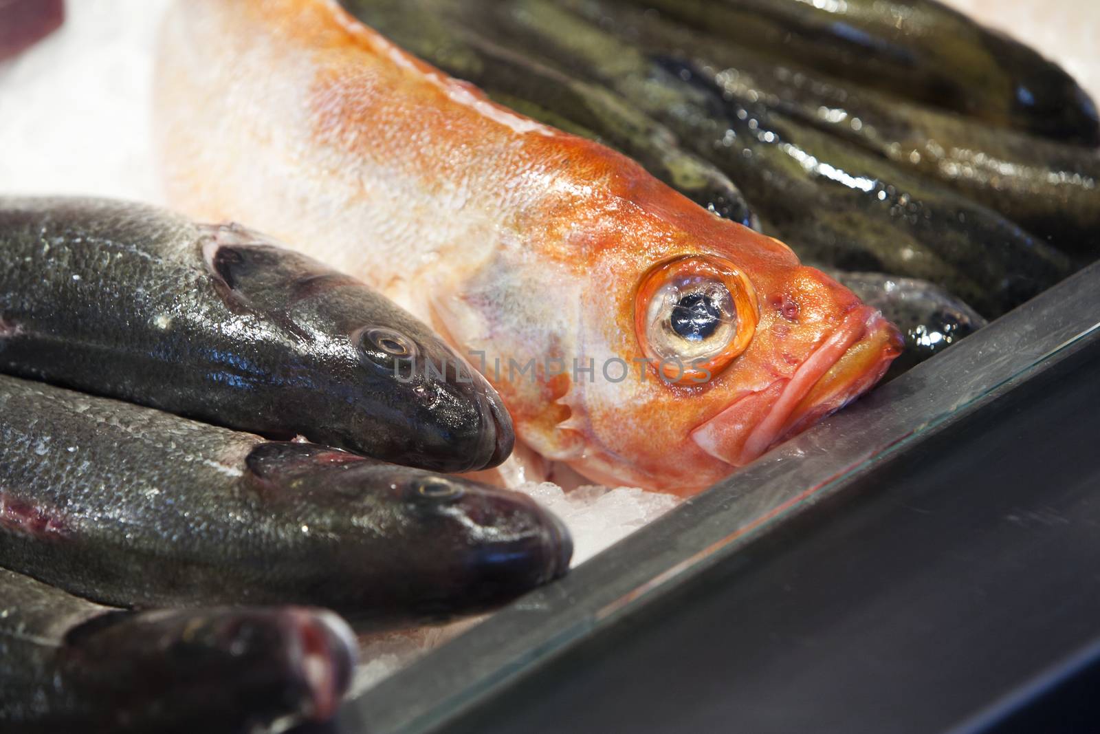 Sad looking fish in the market