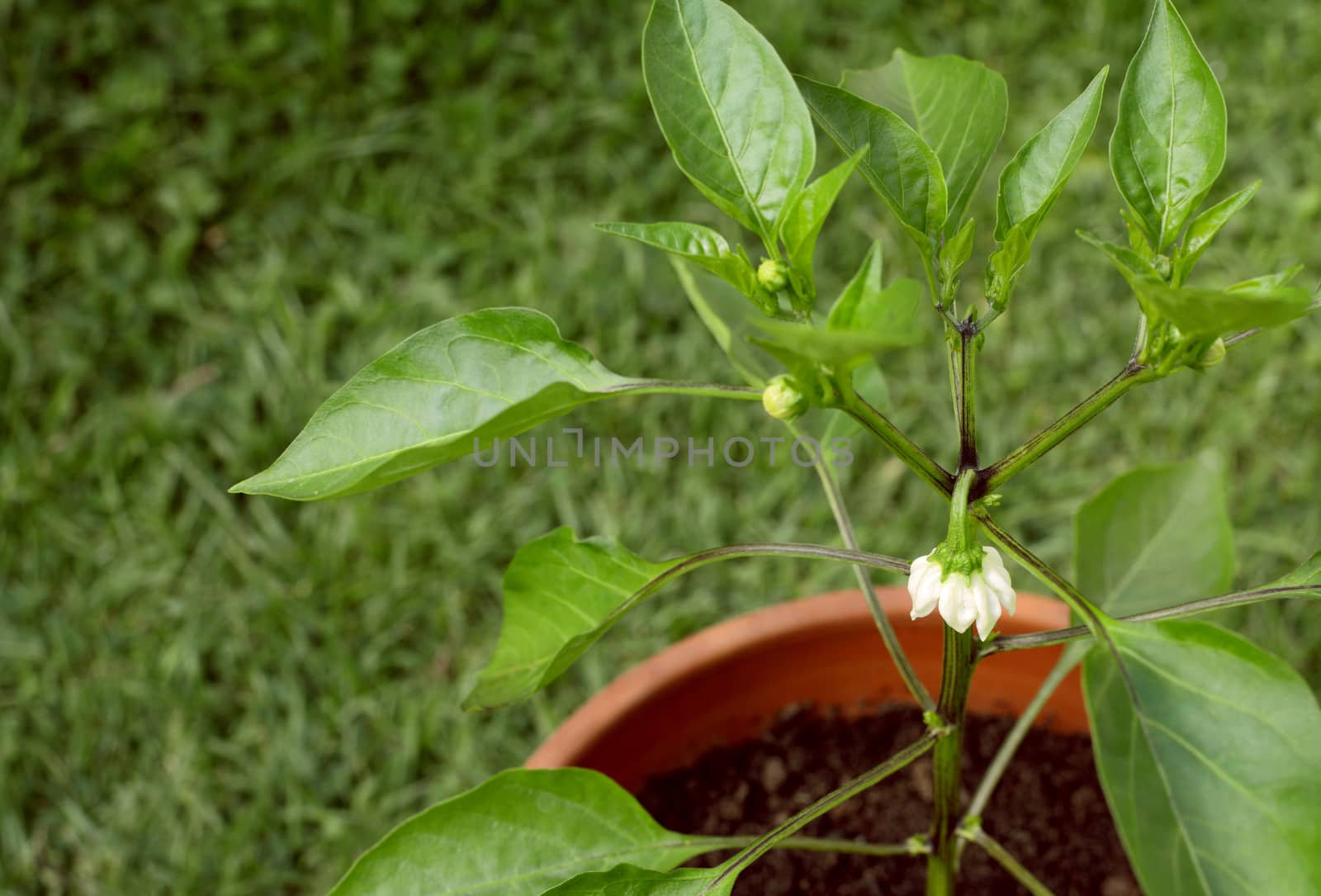 Single white flower on a sweet bell pepper plant, growing in a terracotta pot