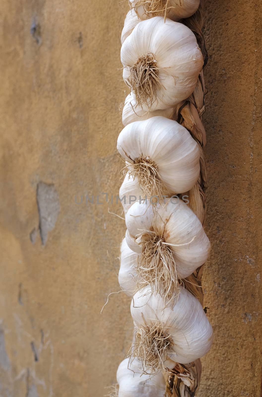 String of garlic bulbs by Digifoodstock