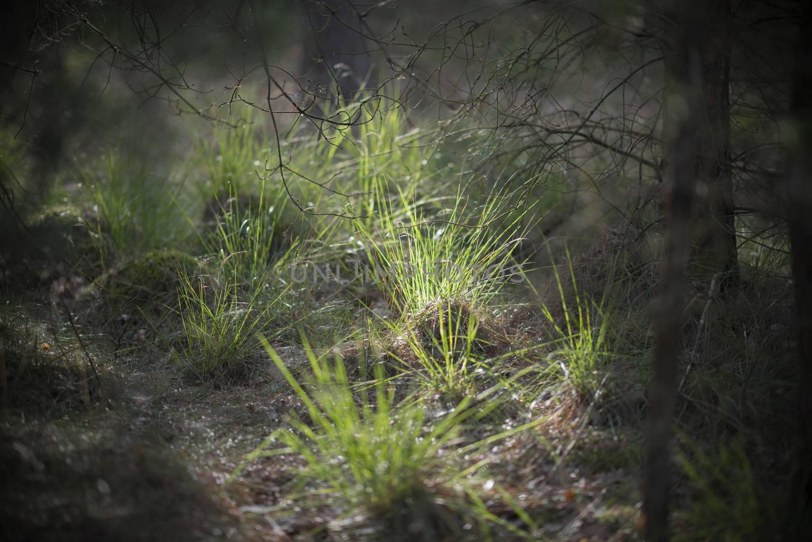 Floodlit grass in a forest
 by Tofotografie