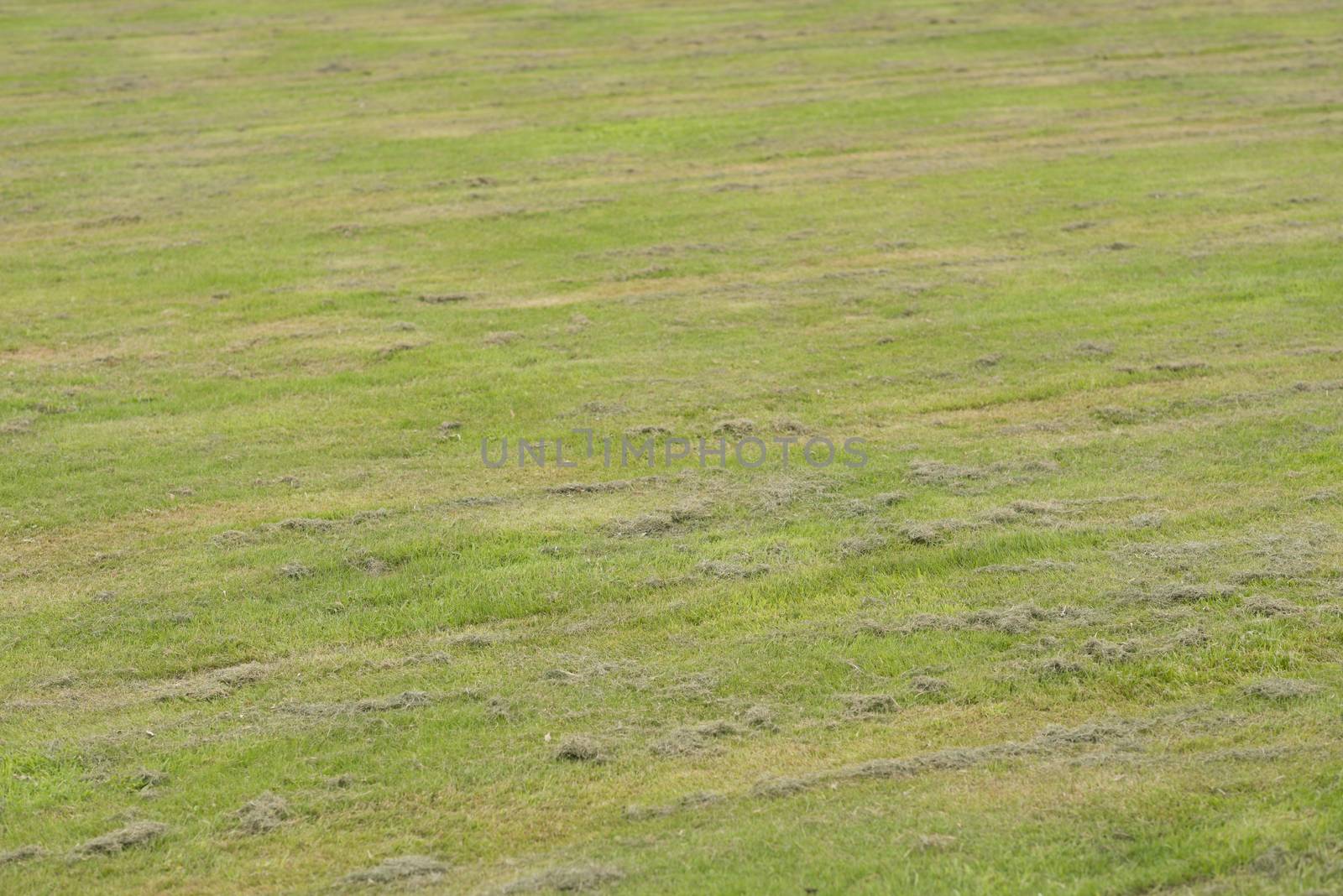 Mowed lawn with colorful mowing strips in the summer
