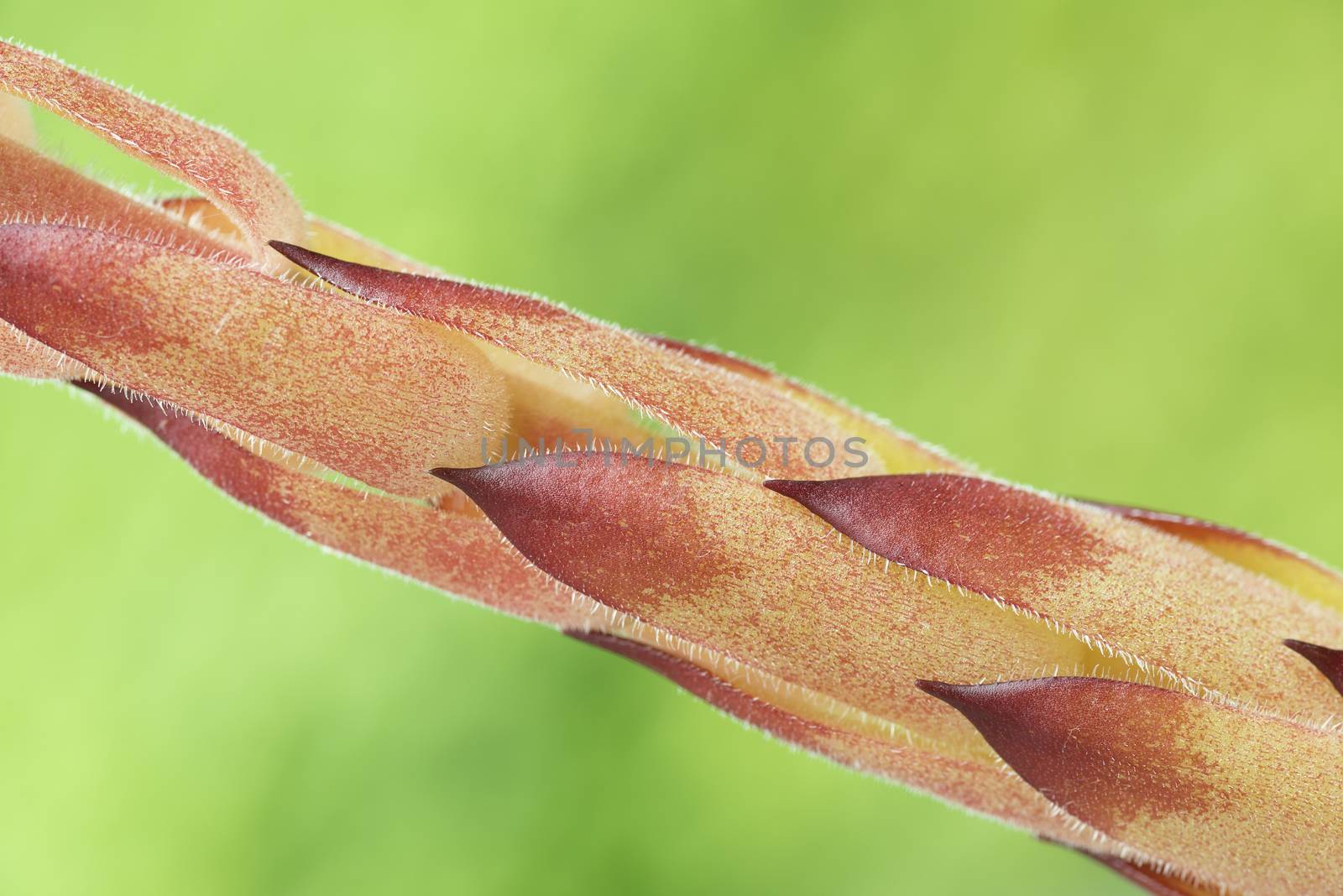 Detail of the stem of the medicinal herb also known as Sempervivum Tectorum
