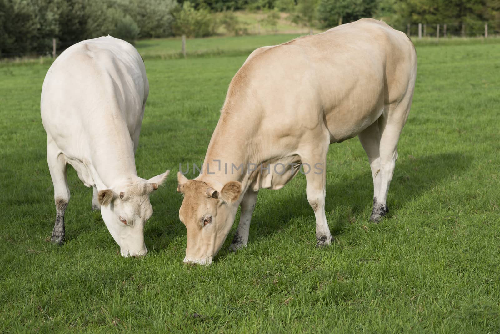 Two light Jersey cows grazing in a pasture in the Netherlands
