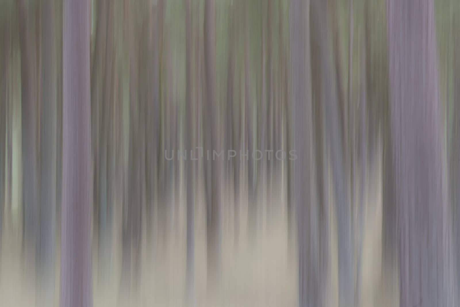 Abstract trees in vertical blur
 by Tofotografie