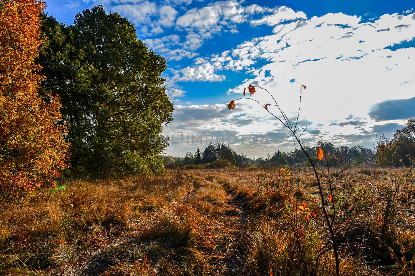 Autumn landscape with a field, trees and an earthen road.