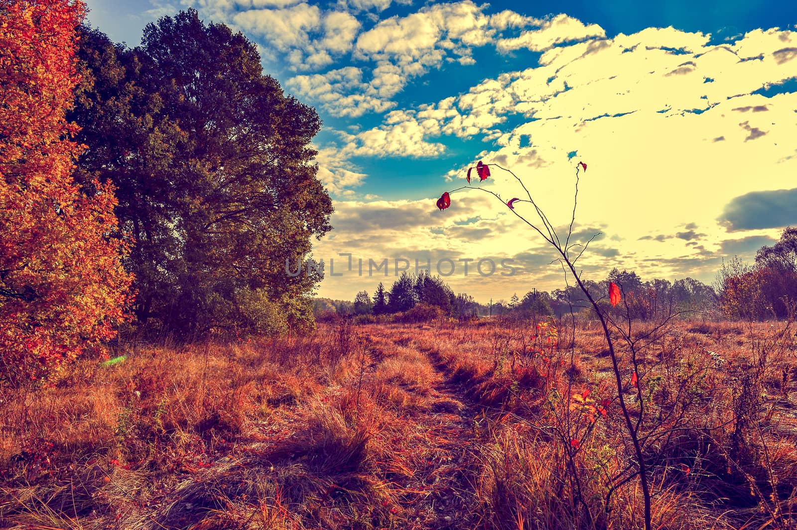 Autumn landscape with a field, trees and an earthen road.