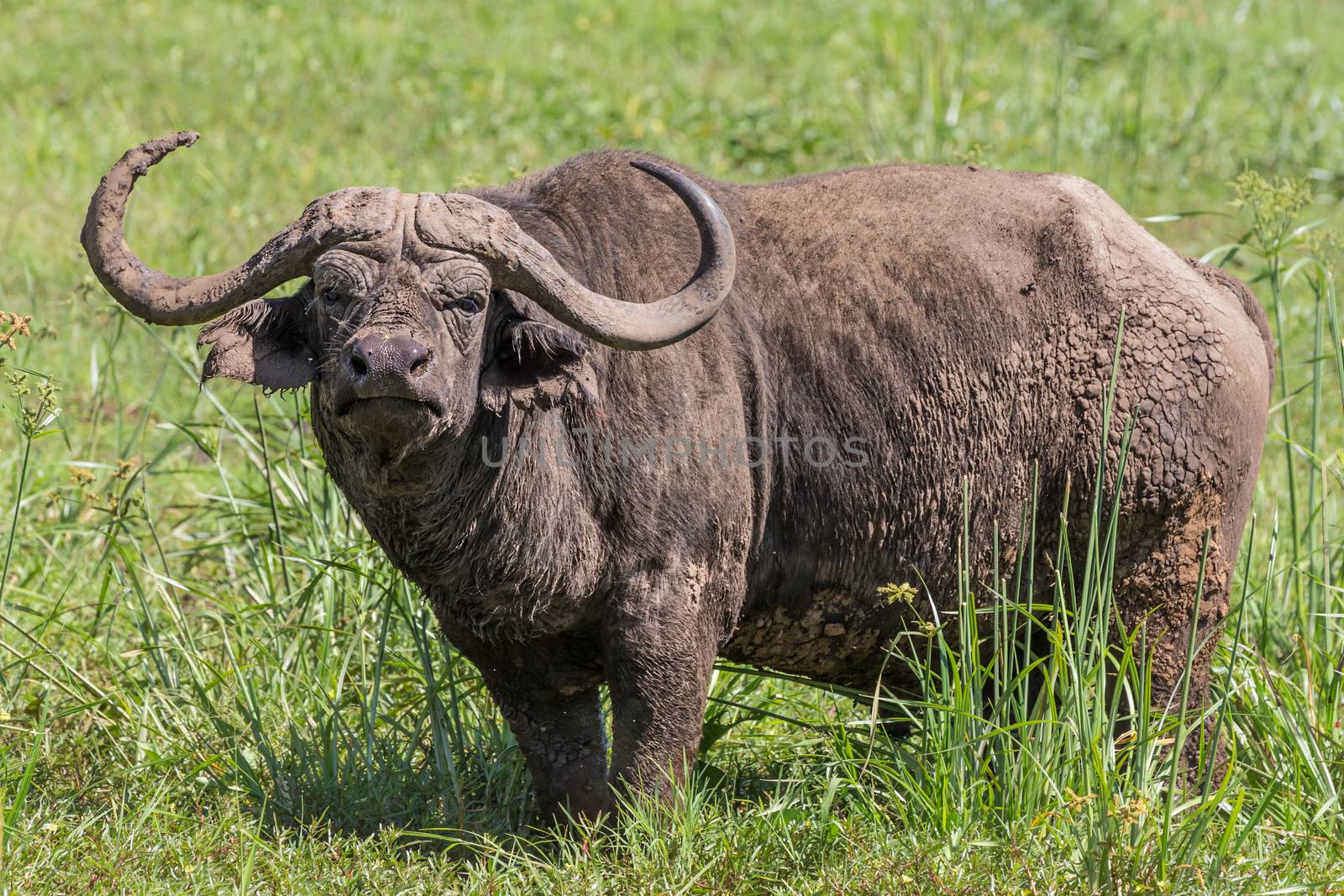 African Buffalo or Cape buffalo, Syncerus caffer, in Ngorongoro Crater national park, Tanzania.