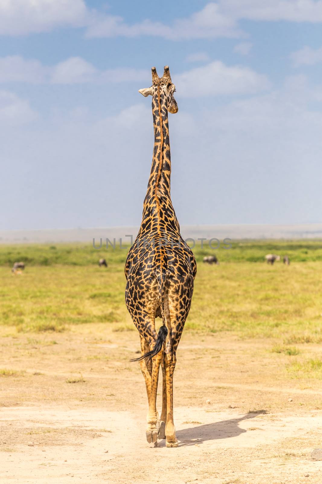 Solitary wild giraffe in Amboseli national park, Kenya.