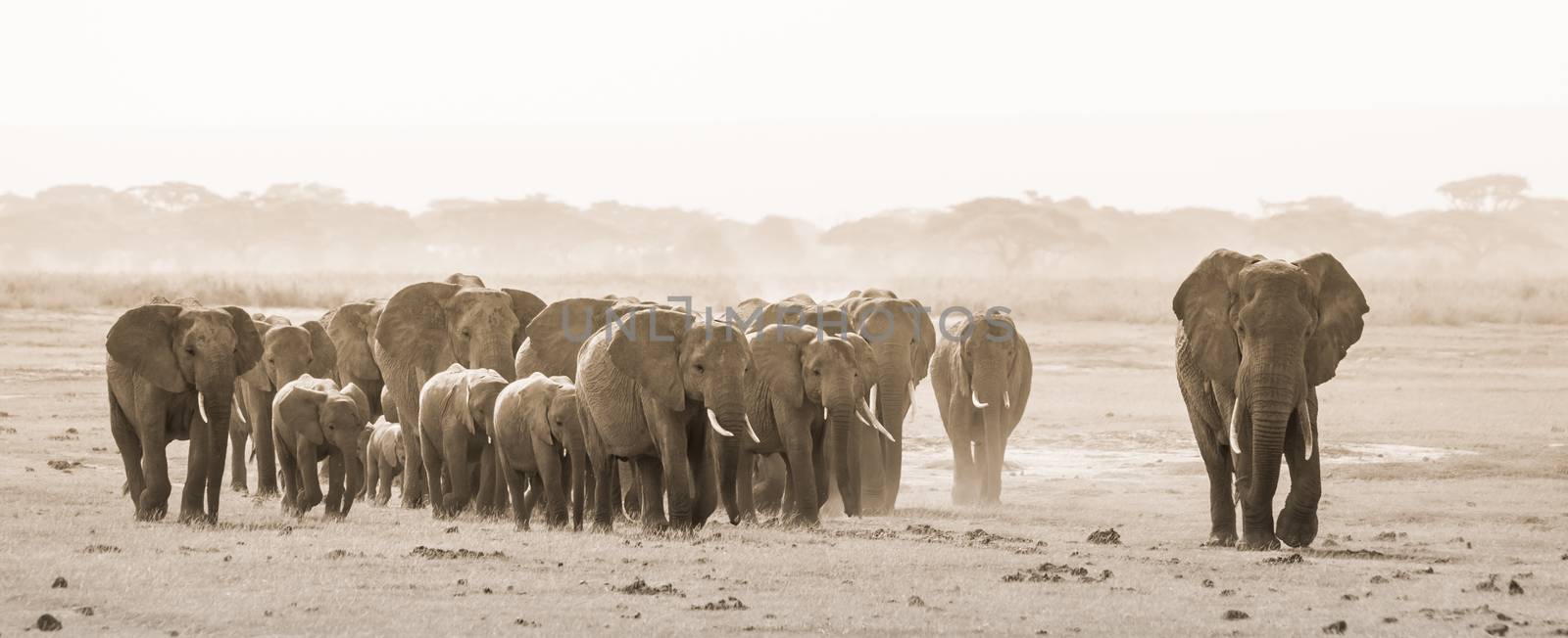 Herd of wild elephants in Amboseli National Park, Kemya. by kasto