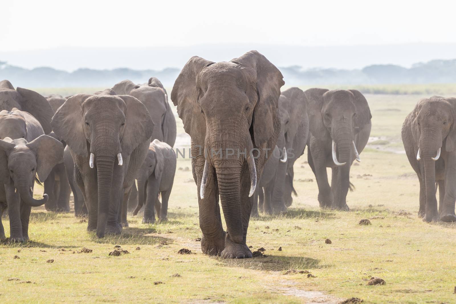 Herd of Elephants at Amboseli National Park, formerly Maasai Amboseli Game Reserve, is in Kajiado District, Rift Valley Province in Kenya. The ecosystem that spreads across the Kenya-Tanzania border.