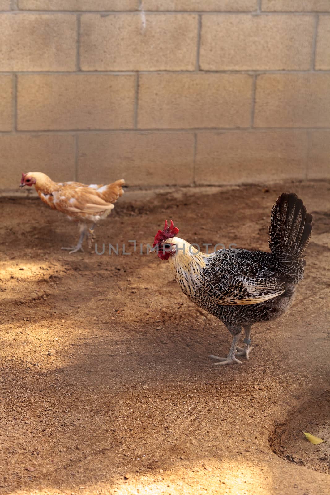 White and black Brahma rooster chicken scratches the ground and pecks for food in a farm yard.