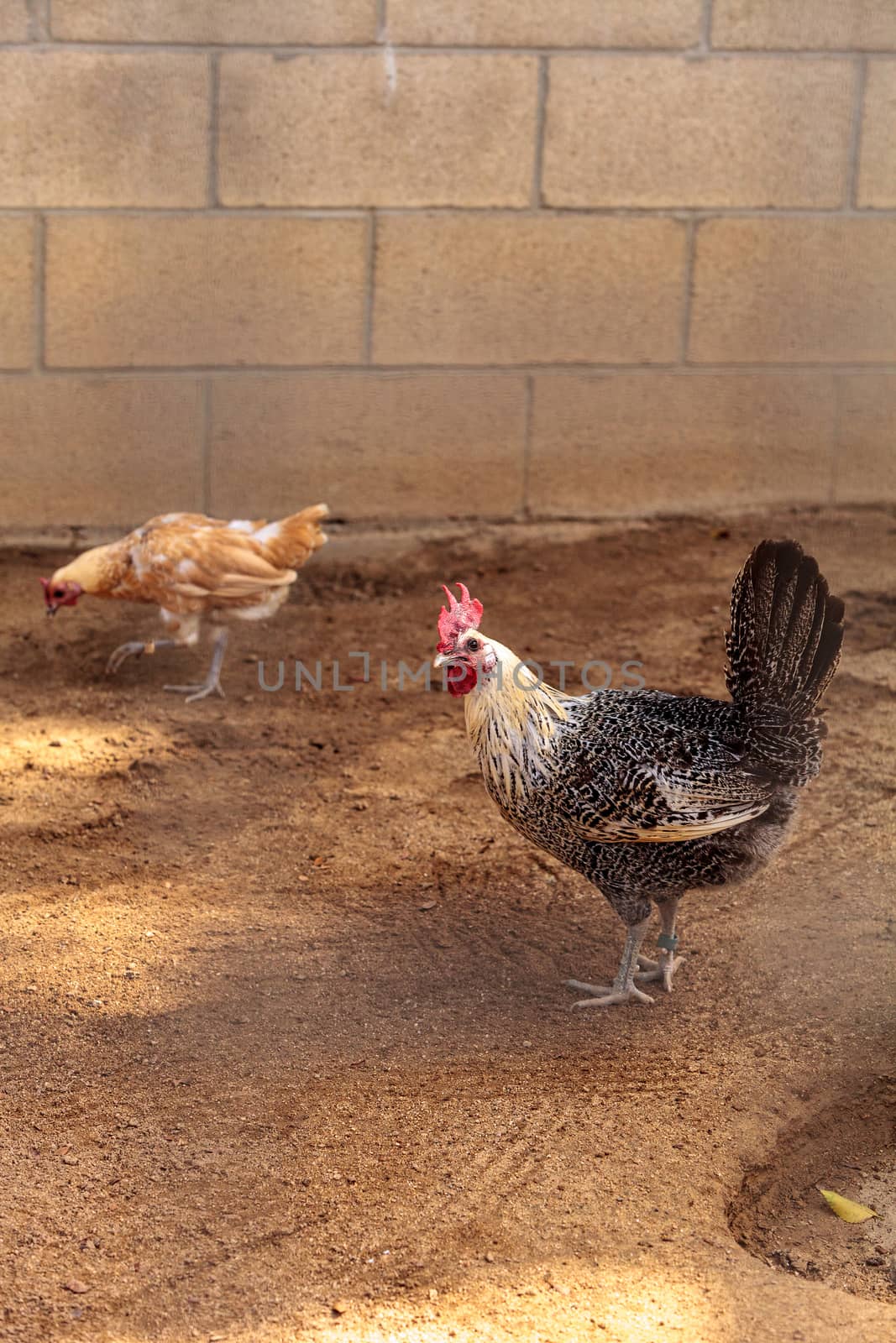 White and black Brahma rooster chicken scratches the ground and pecks for food in a farm yard.