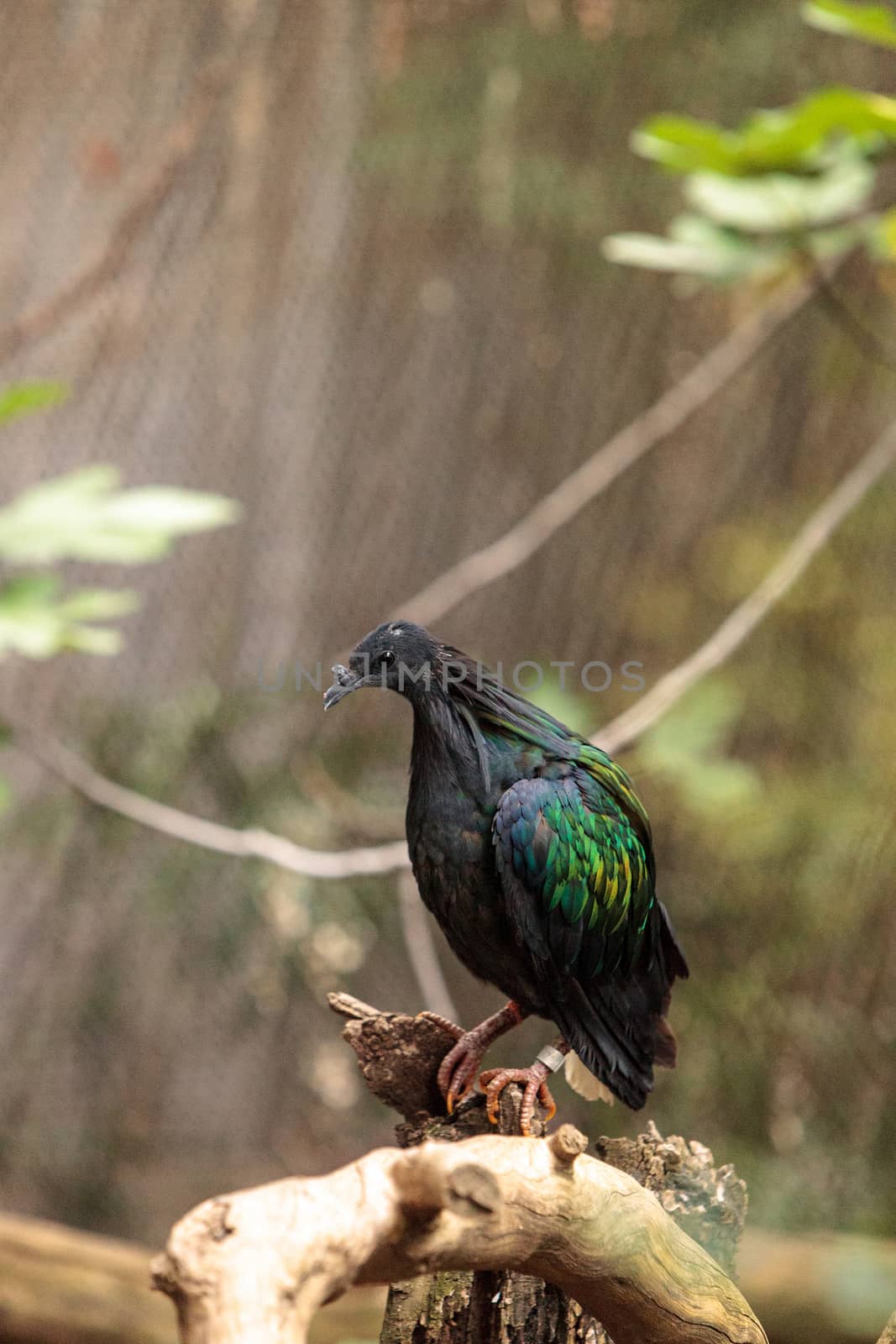 Nicobar pigeon called Caloenas nicobarica is found in New Guinea, Nicobar and Luzon.