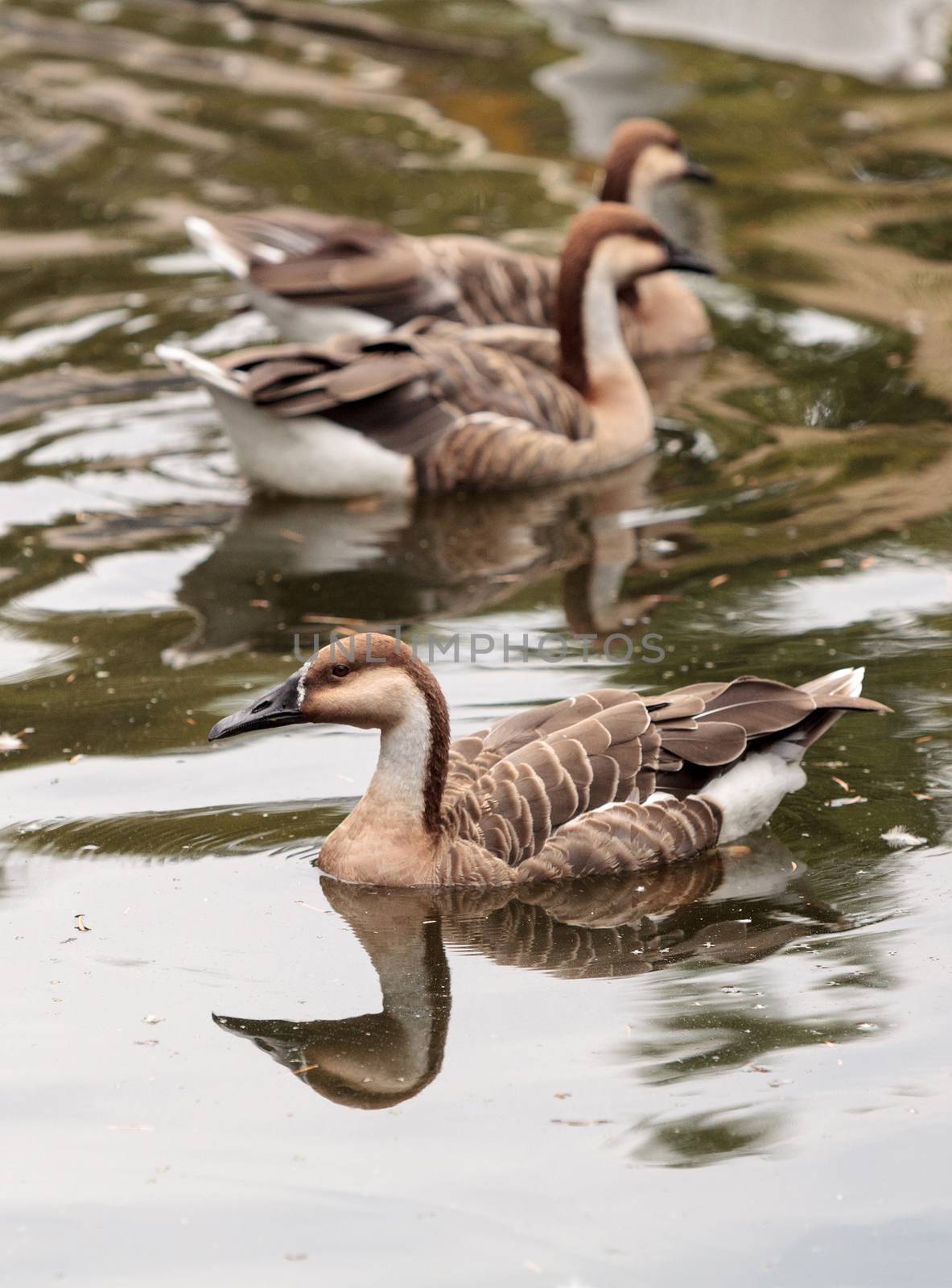 Hawaiian goose called Branta sandvicensis and also Nene near a pond in spring