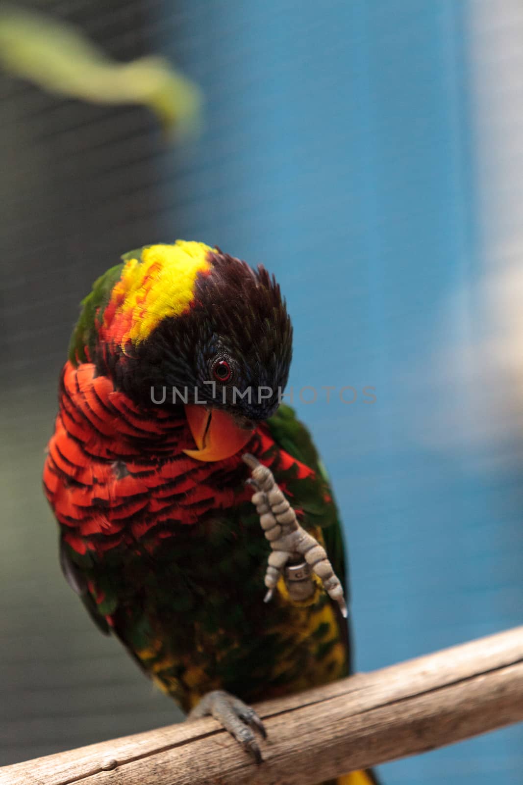 Rainbow lorikeet called Trichoglossus moluccanus perches on a branch in Australia