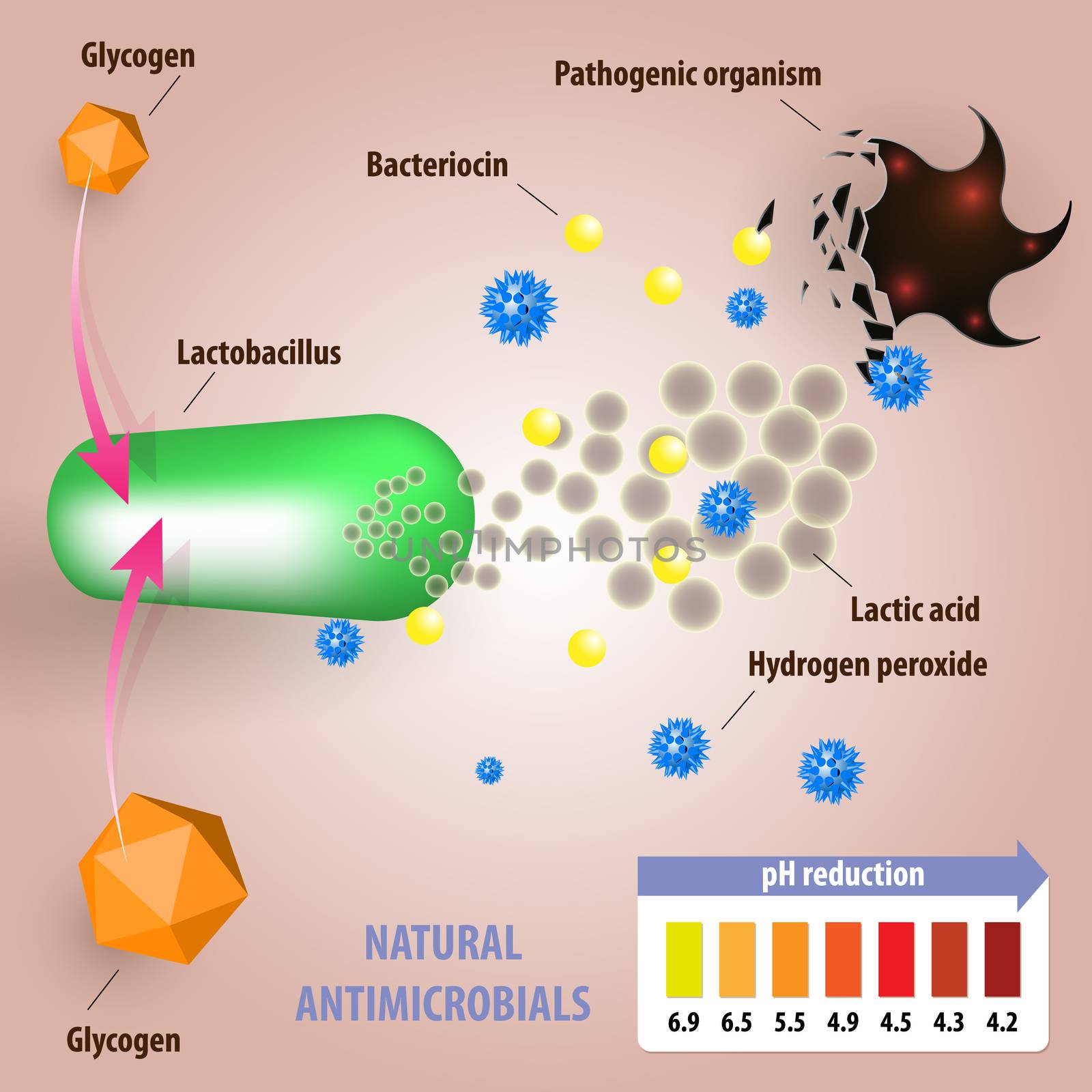 Antimicrobial properties of lactobacilli. Medical illustration of normal vaginal microflora