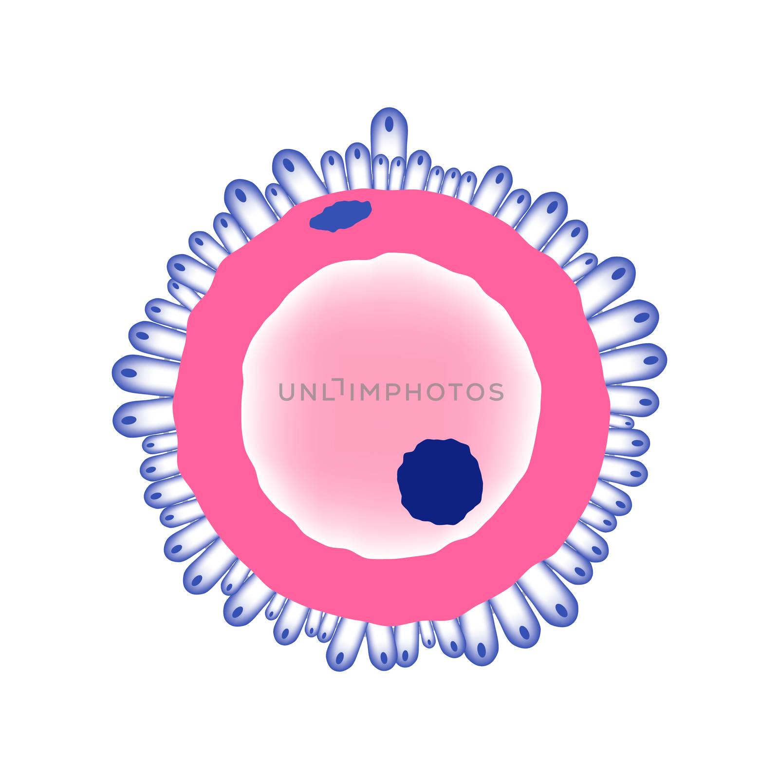 Simplified female ovule structure on white background. Medical illustration