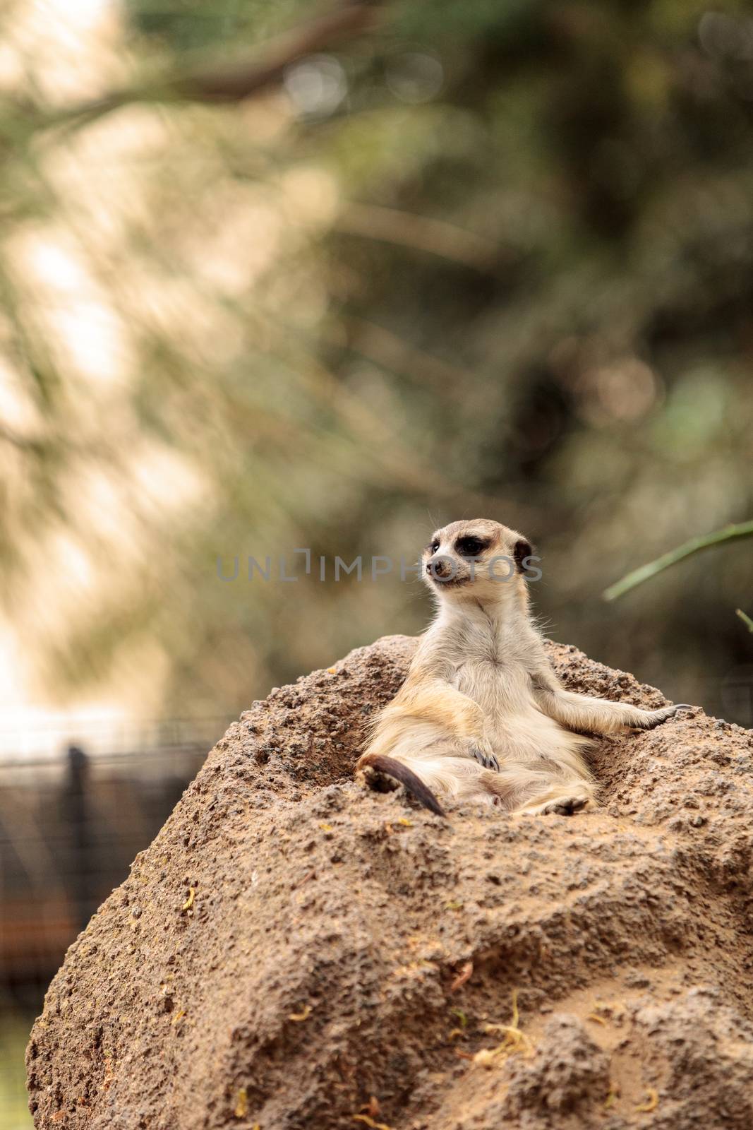 Meerkat, Suricata suricatta, on a large rock, on the lookout for predators or food.
