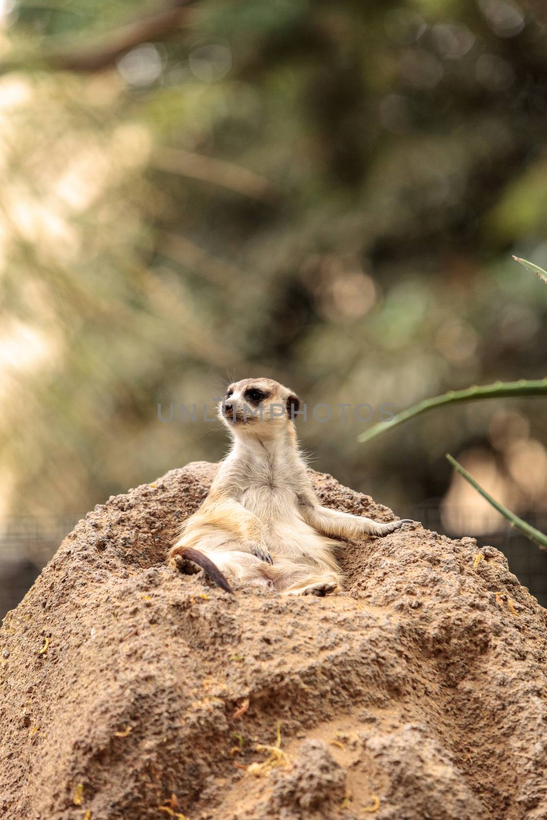 Meerkat, Suricata suricatta, on a large rock, on the lookout for predators or food.