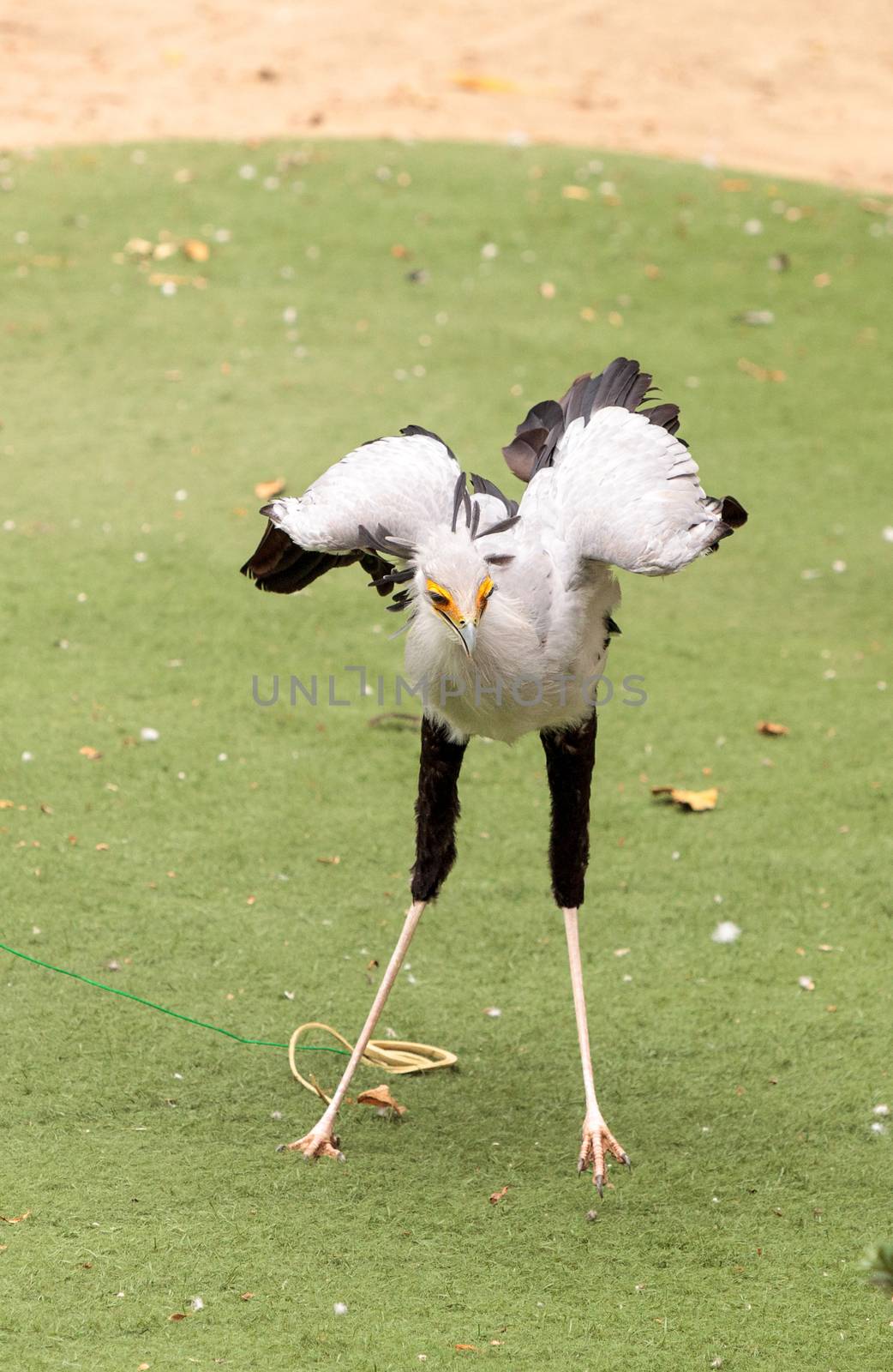 Secretarybird Sagittarius serpentarius is a large bird from Africa that stomps on sneaks and then eats them.