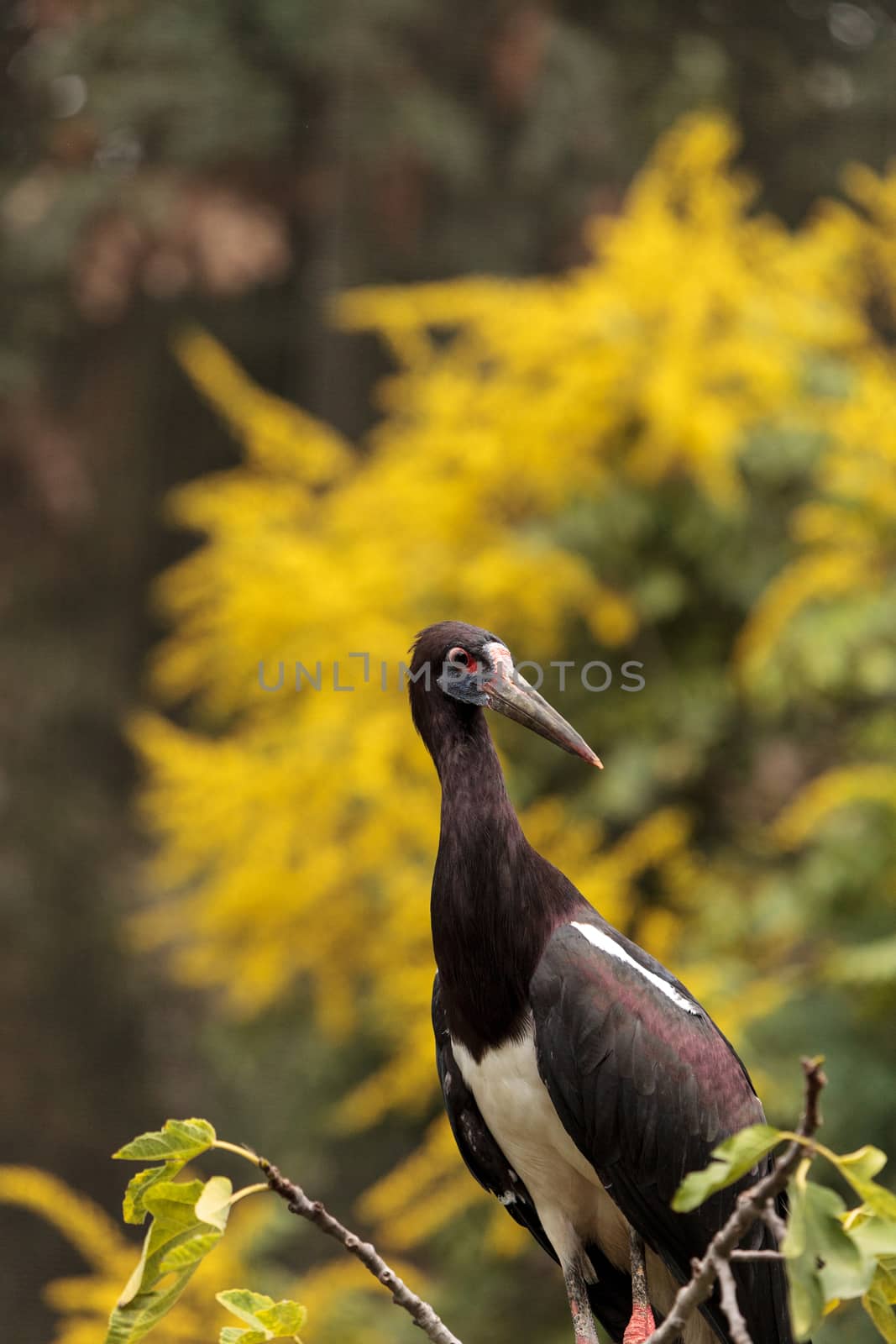 White-bellied stork also called Abdims Stork Ciconia abdimii is found in the sub-saharan Africa to southwest Arabia