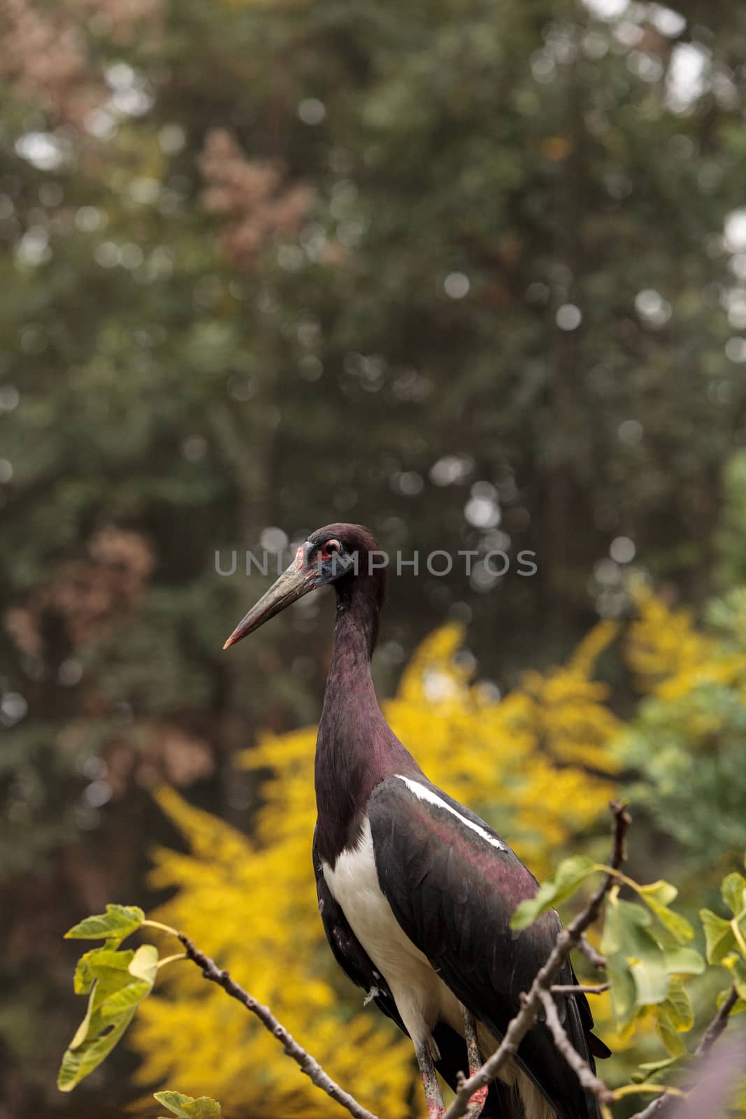 White-bellied stork also called Abdims Stork Ciconia abdimii is found in the sub-saharan Africa to southwest Arabia