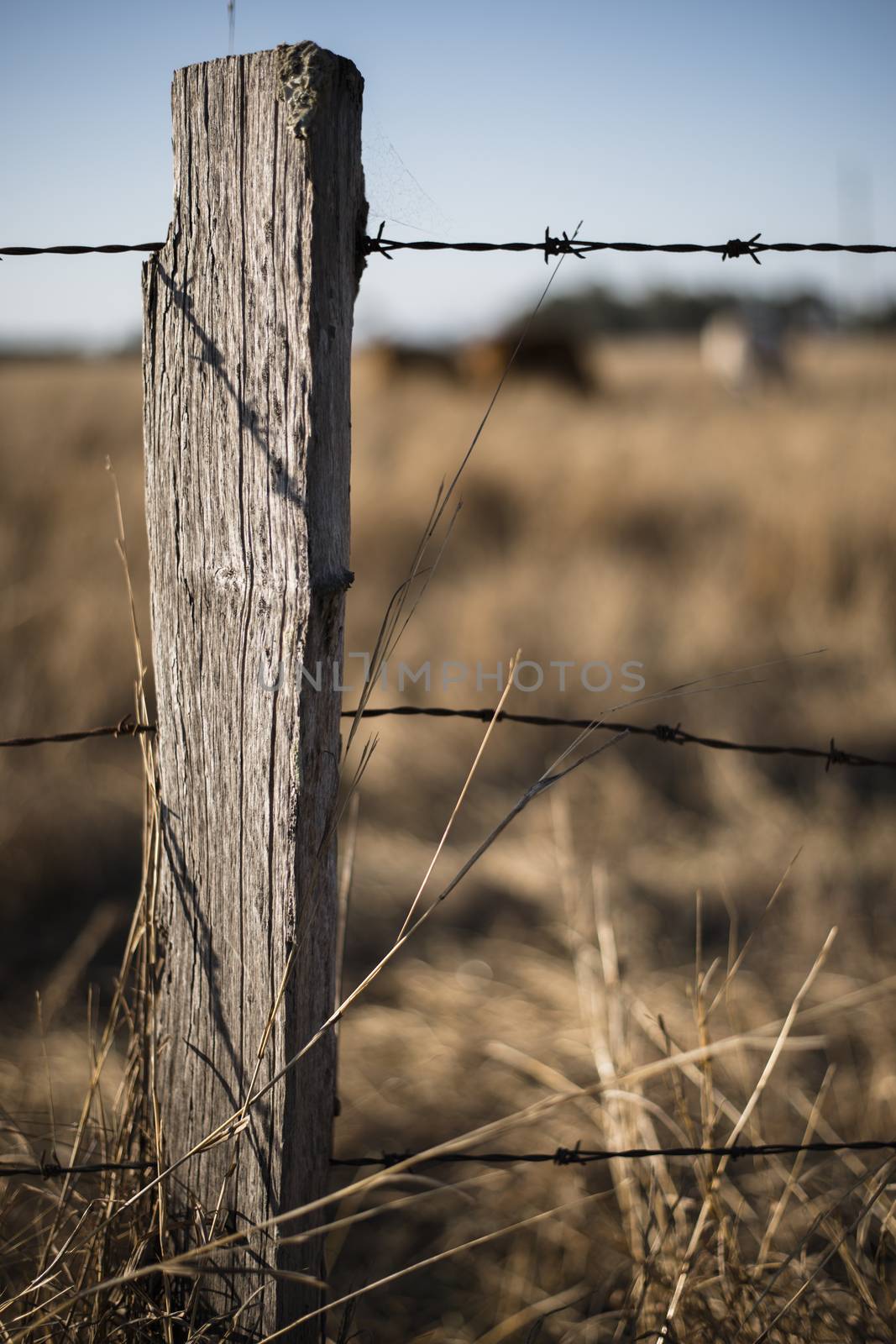 Rusted sharp timber and metal barb wire fence. by artistrobd
