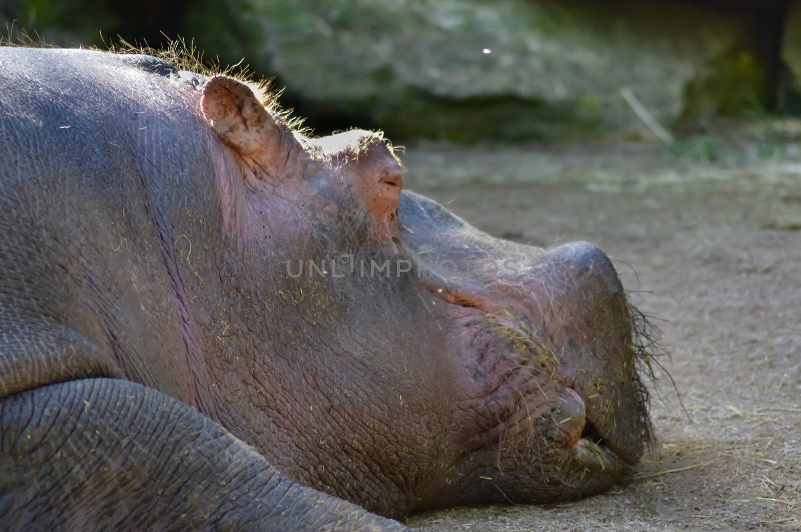 Hippopotamus seen from close up in an animal park in France