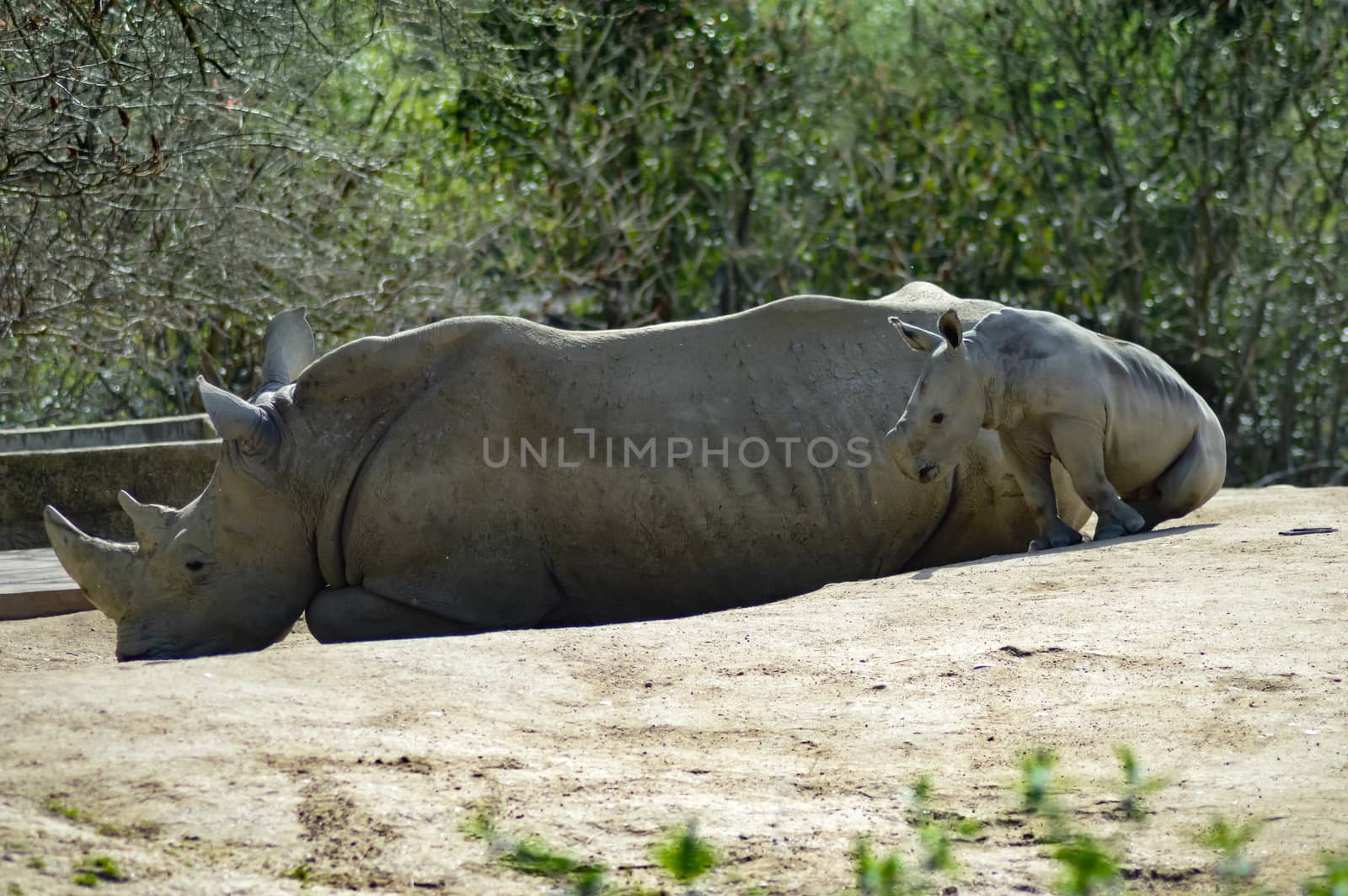 Young rhinoceros and mum on a rock background in a wildlife park in France