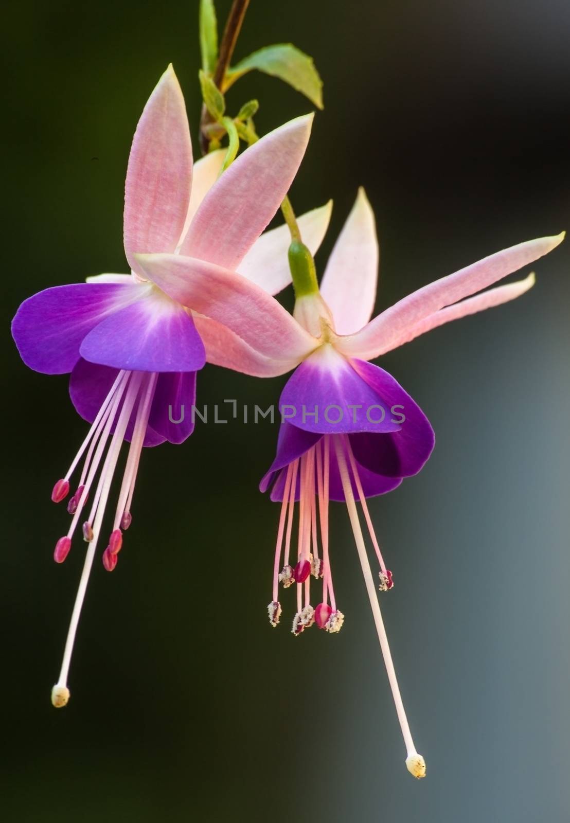 Group of Fuchsia flowers in macro on a dark background.