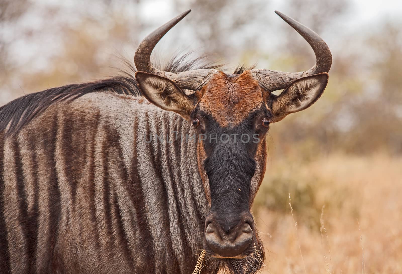 Wildebeest (Connochaetes taurinus) photographed in Kruger National Park. South Africa