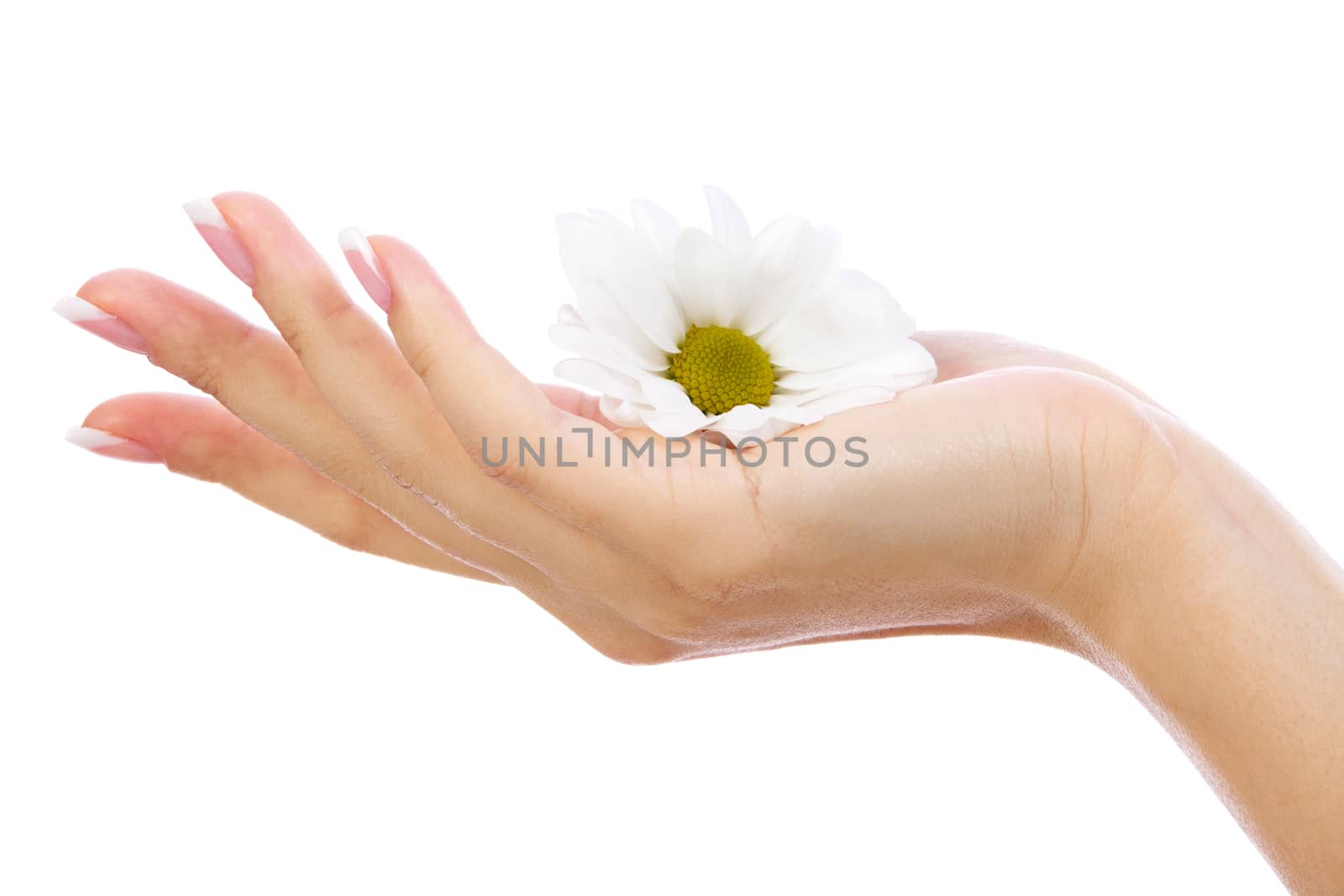 Closeup shot of woman's hand and white chamomile flower, isolated over white background