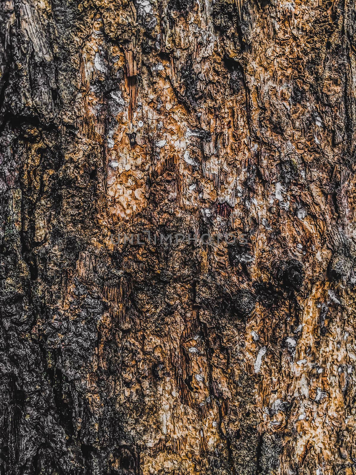 Old tree texture background