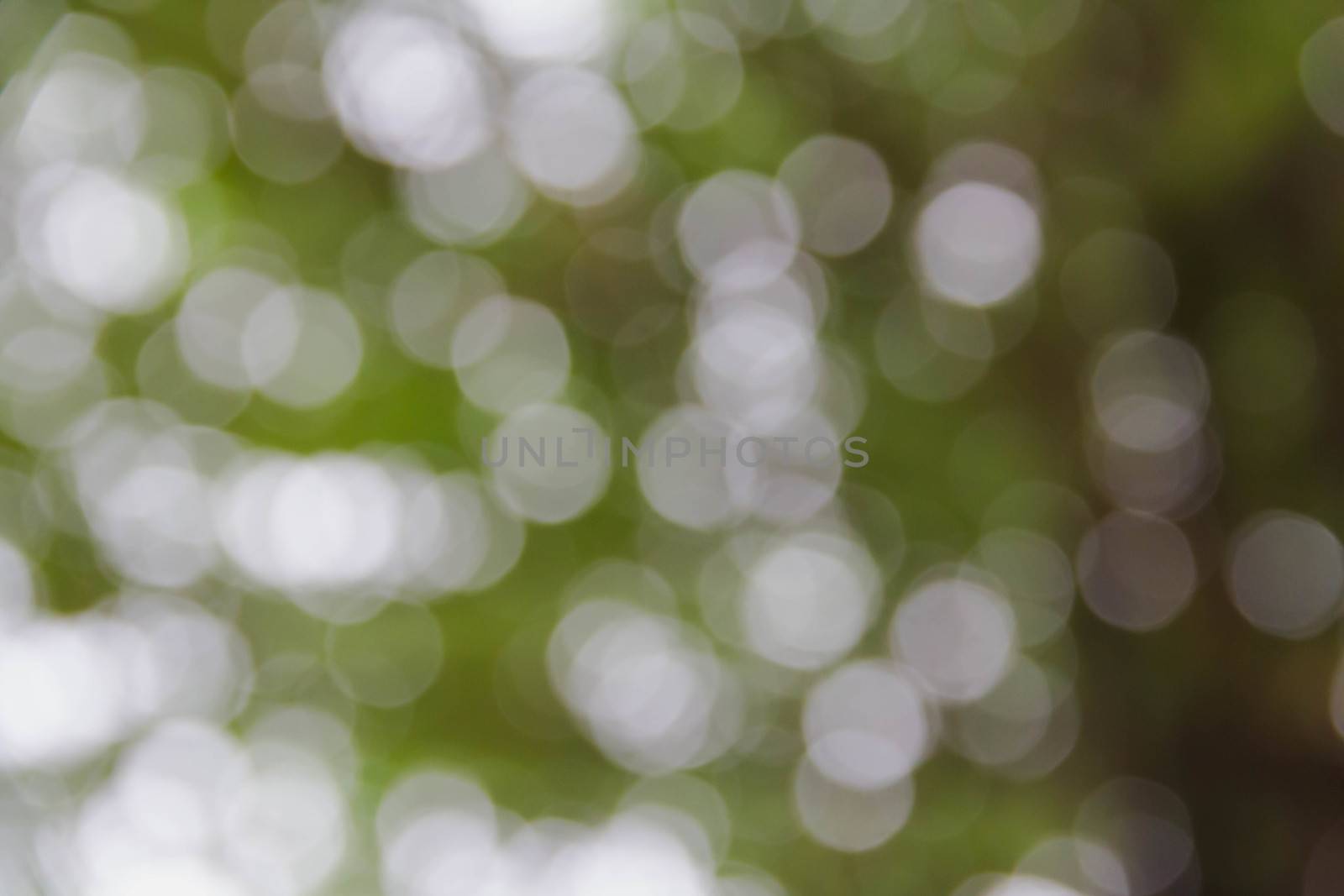 Green bokeh burry background