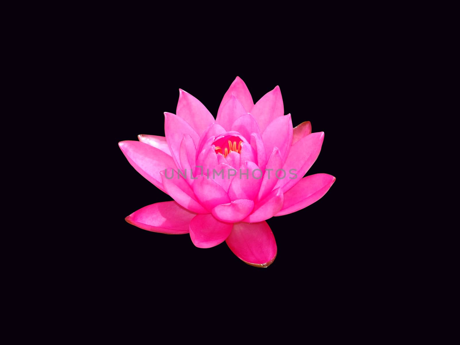water lily, isolated on the black background by elena_vz