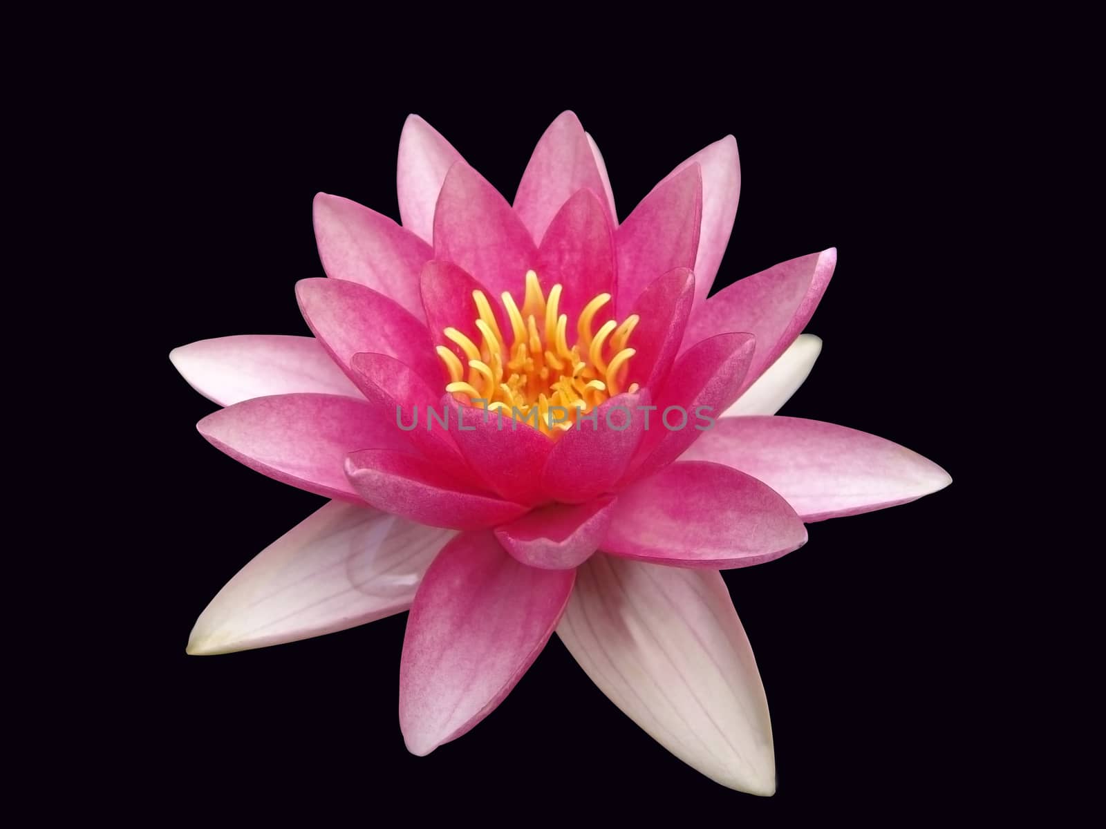 water lily, isolated on the black background by elena_vz