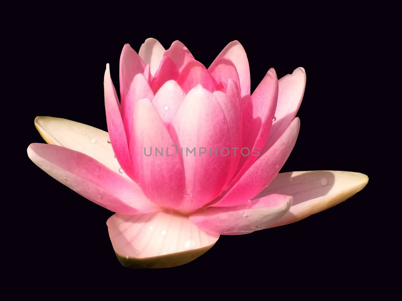 water lily, isolated on the black background by elena_vz