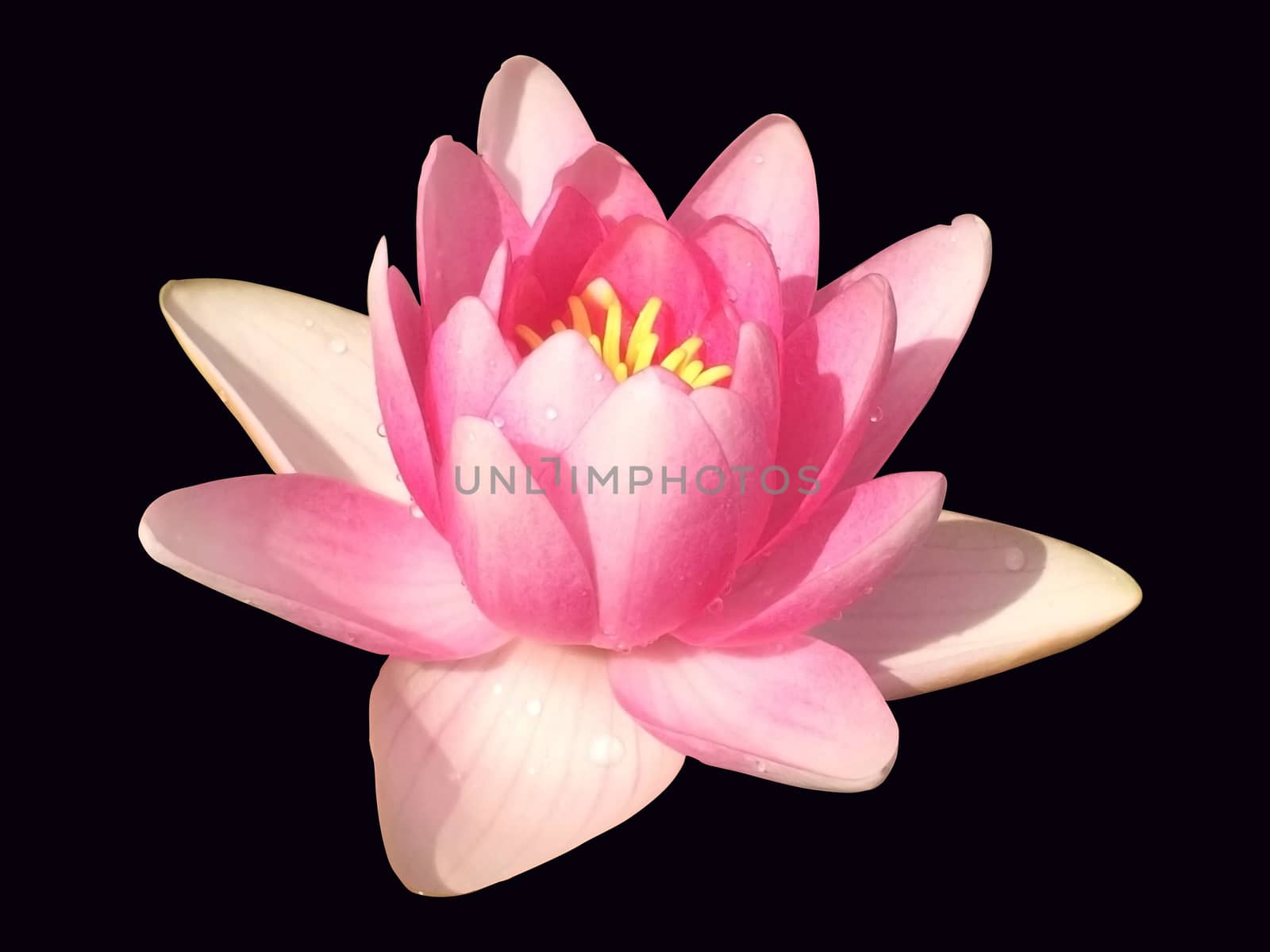 water lily, isolated on the black background by elena_vz