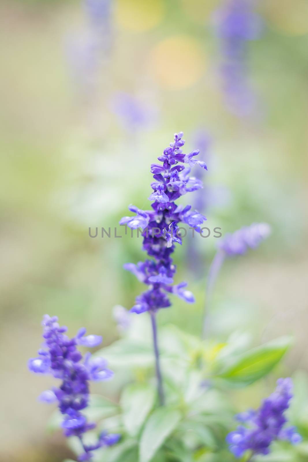 closeup of purple of flowers, concept for background by rakoptonLPN